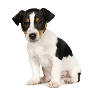 Jack Russell Terrier (Smooth) - Jack Russell Terrier (Smooth) - Dog Breeds